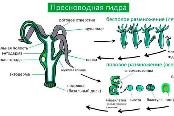 Kraken onion ссылка