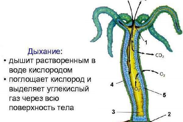 Сайт кракен через тор